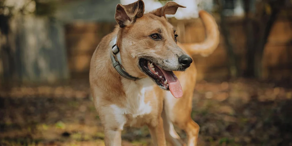 Brown and white dog wearing a collar, panting with tongue out, in an outdoor setting
