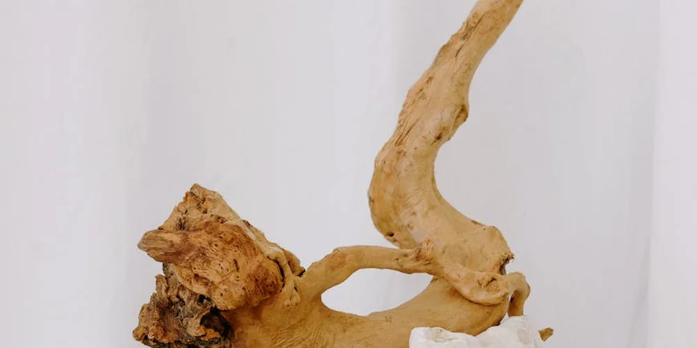 Curved, untreated driftwood piece suitable for turtle habitat decor, photographed against a light background