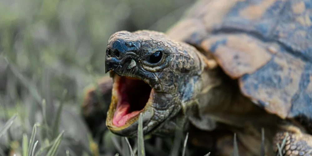 Close-up of an Eastern box turtle with its mouth open, showing its beak-like jaws and textured shell.