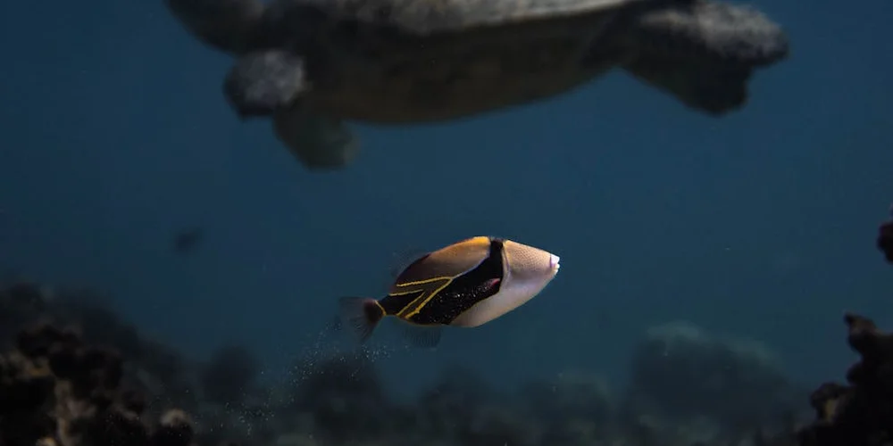 Underwater scene showing a small tropical fish swimming in blue water with a dark reef in the background.