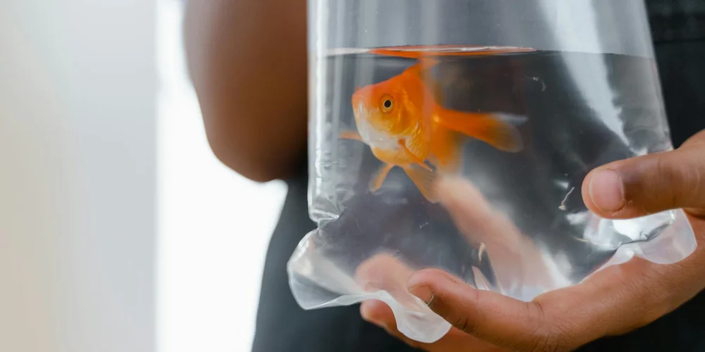 Orange goldfish inside a clear plastic bag held by two hands