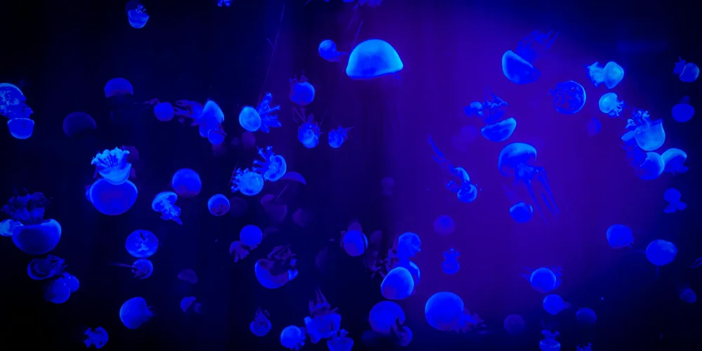 Blue jellyfish-like organisms glowing in a dark aquarium, symbolizing the clarity and filtration needed in a turtle habitat.
