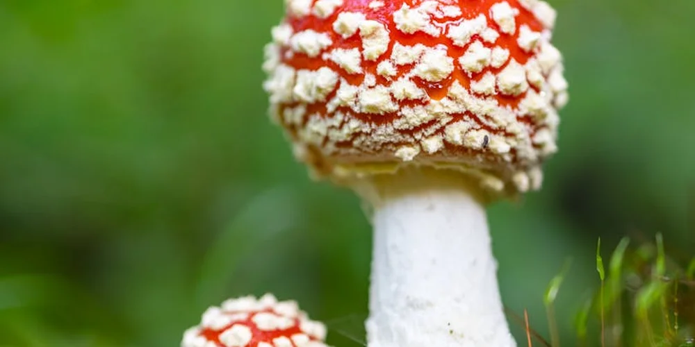 Are Mushrooms Safe for Turtles? (Toxic vs. Edible Varieties)