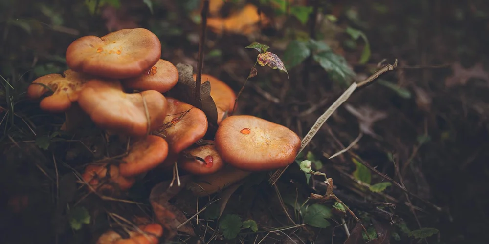 Cluster of orange-brown mushrooms growing on a damp forest floor with surrounding foliage