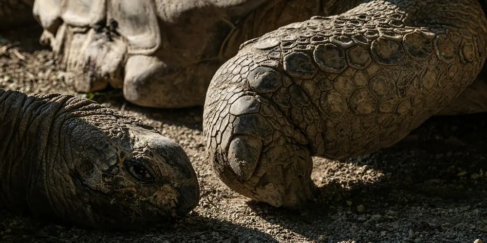 Close-up of a giant Galápagos tortoise on dry ground, showing a textured shell and wrinkled skin.