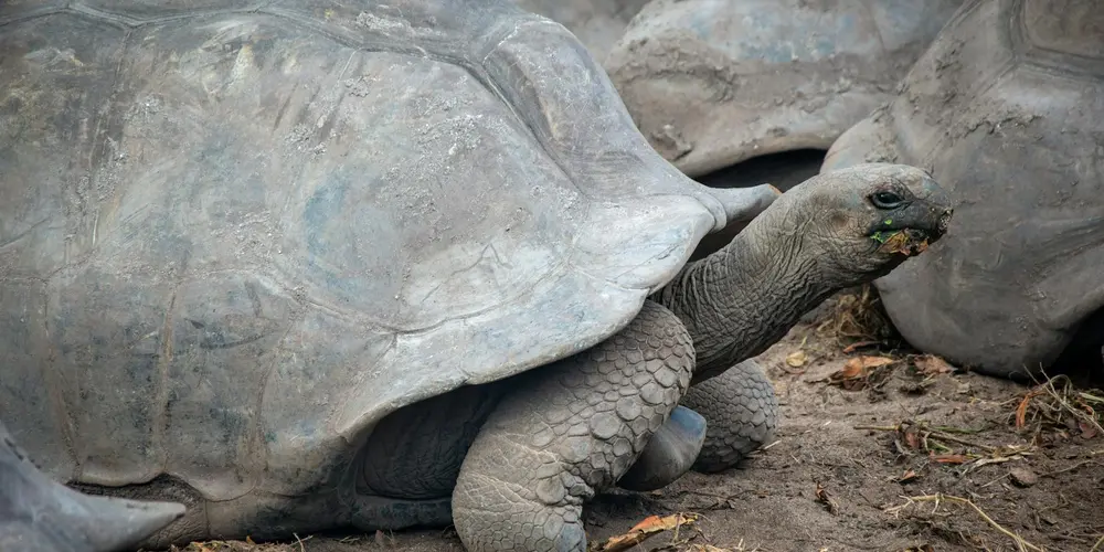 Close-up of a large Galapagos tortoise with a textured gray shell and wrinkled skin on a sandy ground
