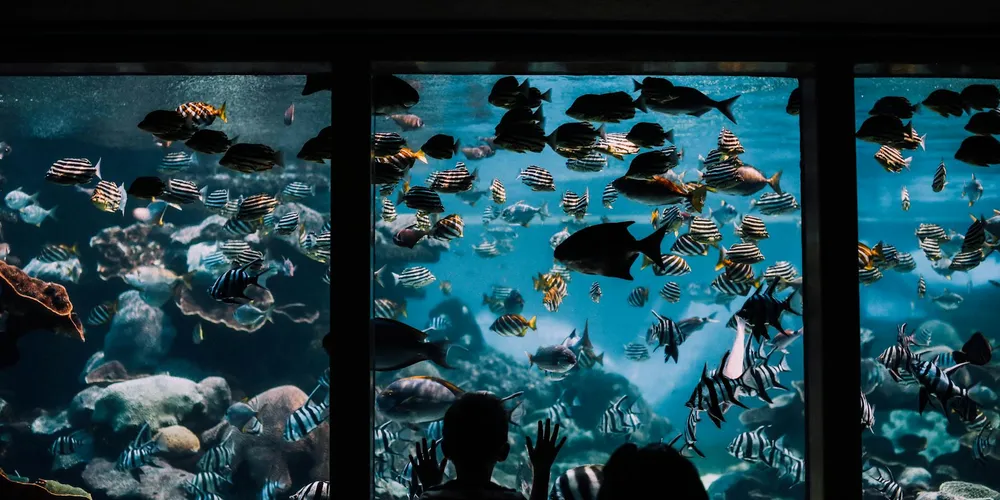 Silhouette of a person looking into a large glass aquarium filled with a dense school of tropical fish swimming in clear blue water.
