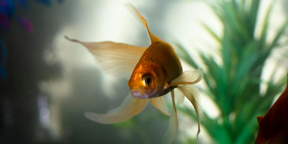 Orange goldfish swimming in a freshwater aquarium with plants in the background