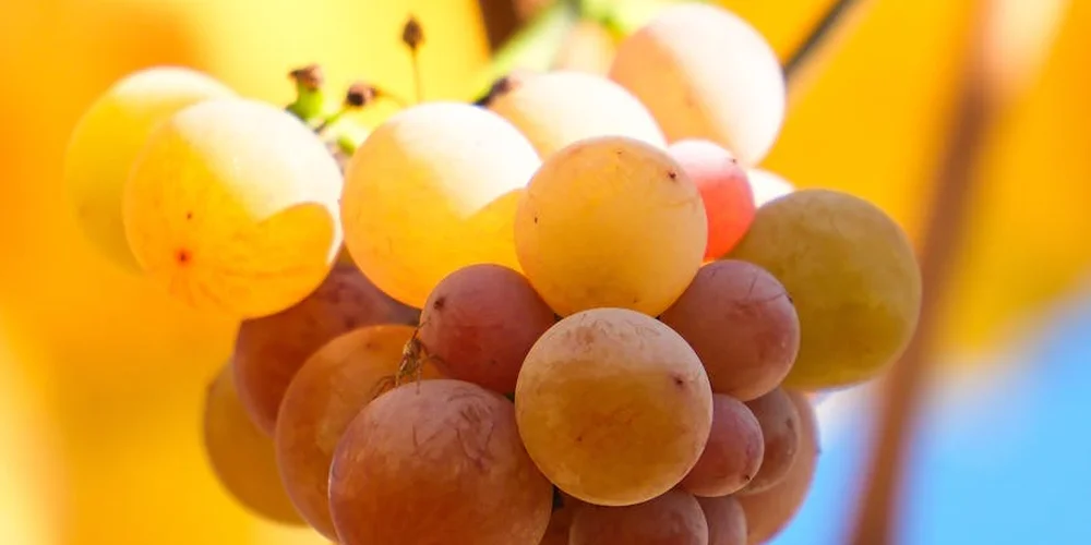 Cluster of white and purple grapes bathed in warm sunlight