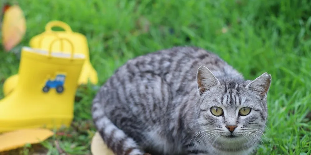 Gray tabby cat sitting on green grass with a bright yellow child’s backpack near the left edge