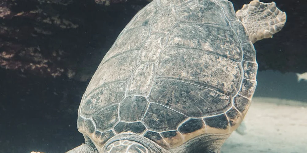 Close-up of a sea turtle's patterned shell and head near the shore, with sand and shallow water in the background.