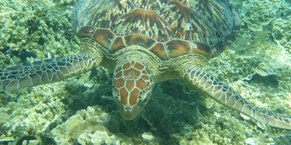 A green sea turtle gliding above a coral reef, displaying a patterned shell and outstretched flippers.