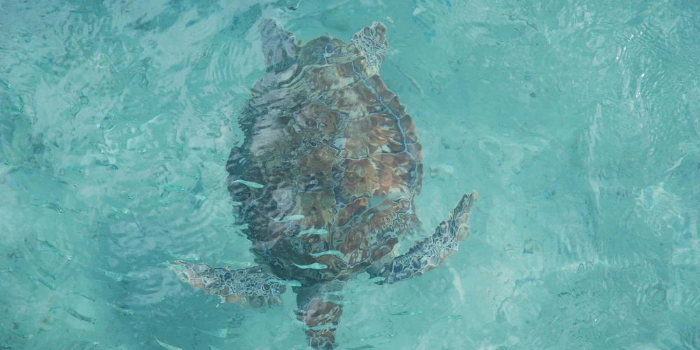 Green Sea Turtle Habitat: A Home in the Ocean