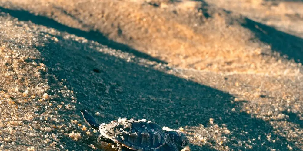 Close-up of a young green sea turtle hatchling on a sandy beach.