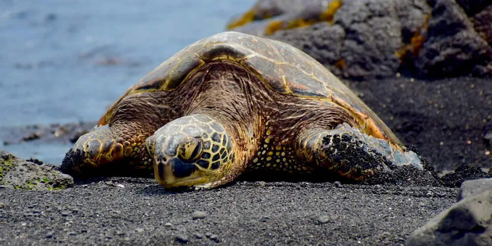 A green sea turtle resting on a dark, rocky beach with the ocean in the background.