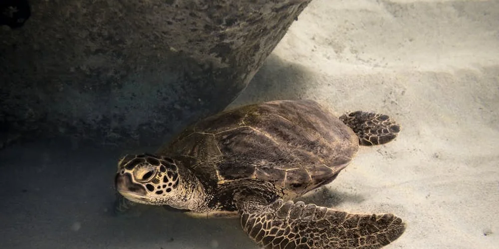 A green sea turtle rests on a sunlit sandy nesting beach near a rocky overhang, illustrating the nesting habitat.