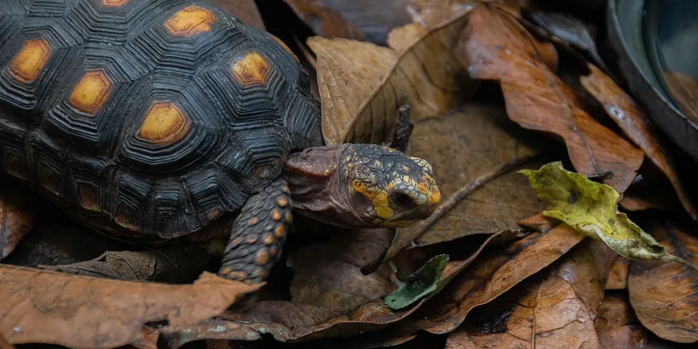 Close-up of a green sea turtle among fallen leaves, illustrating its herbivorous diet.