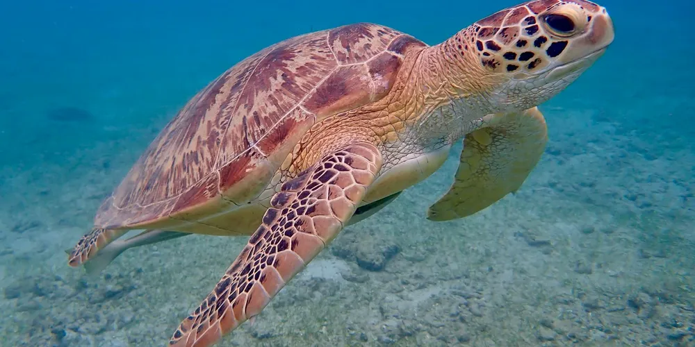 A green sea turtle glides underwater, displaying its patterned flippers and olive-brown carapace.