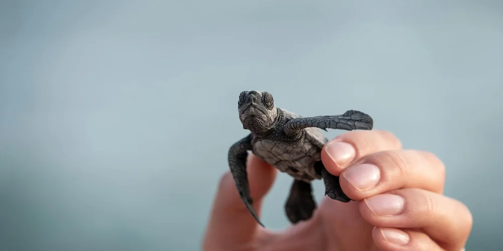 Small green sea turtle being held by a person's hands with a blurred blue ocean backdrop.