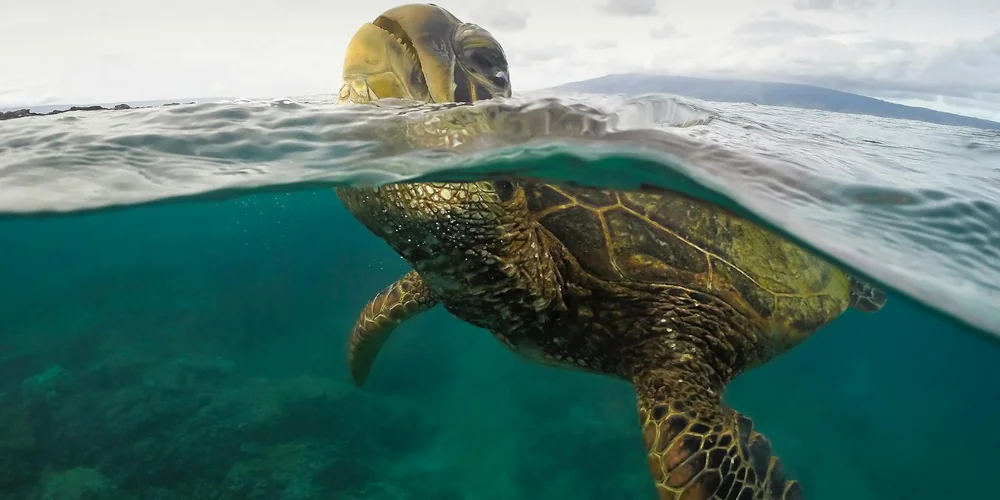 A green sea turtle swims near the surface of clear turquoise water, with its shell and flippers visible both above and below the waterline.