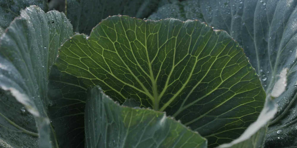 Close-up of fresh green leafy vegetables (cabbage and lettuce) suitable for turtle feeding