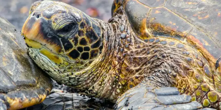 Close-up of a green sea turtle's head and upper body resting on a rocky surface, showing intricate skin patterns and a textured shell.