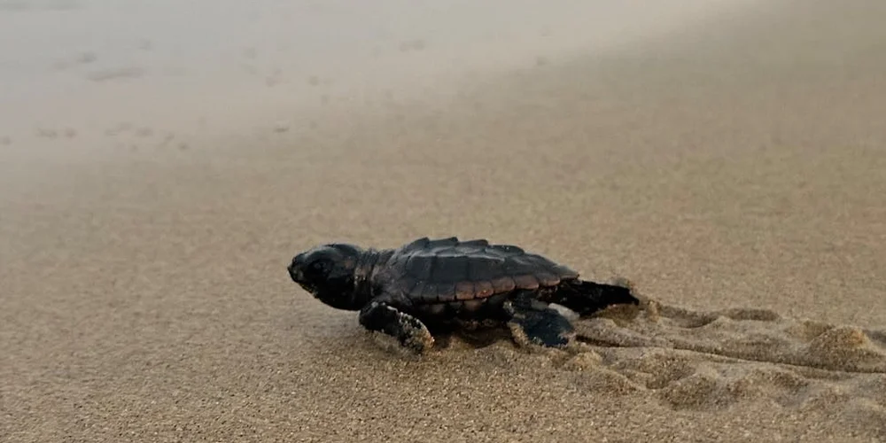Hatchling green sea turtle on a sandy beach heading toward the ocean.