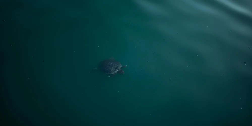 A green sea turtle swimming in dark green-blue water