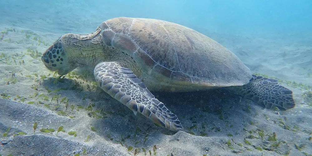 Green sea turtle swimming underwater over a sandy seafloor with sparse seagrass.