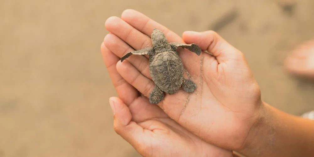 A small turtle cradled in the palms of a person's hands