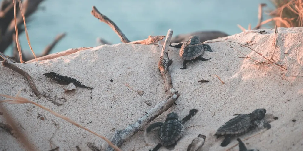 Tiny hatchling turtles on a sandy surface with a few twigs, and a shallow water area in the background.