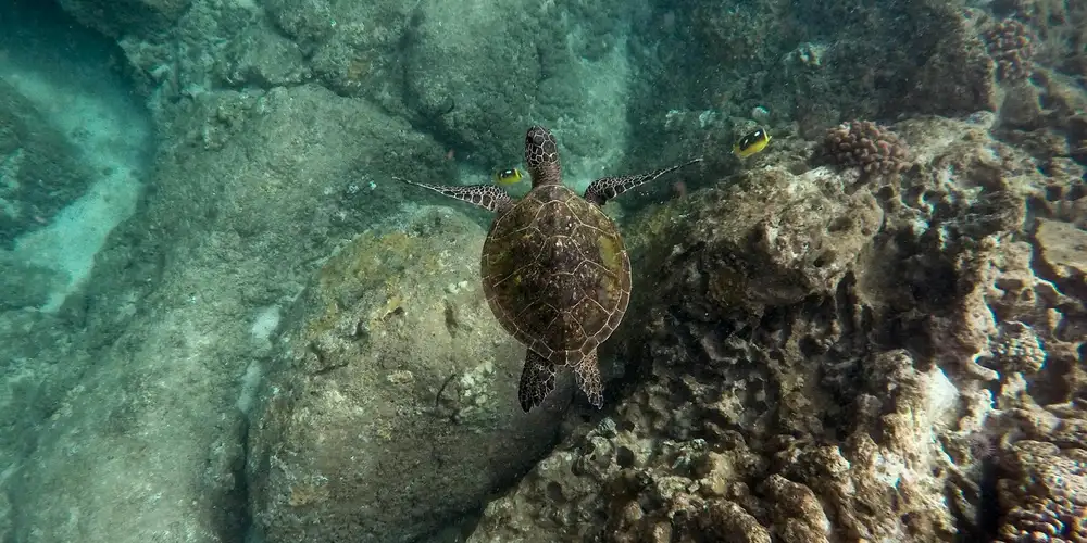 Green sea turtle swimming over a rocky, coral-covered reef in Hawaii