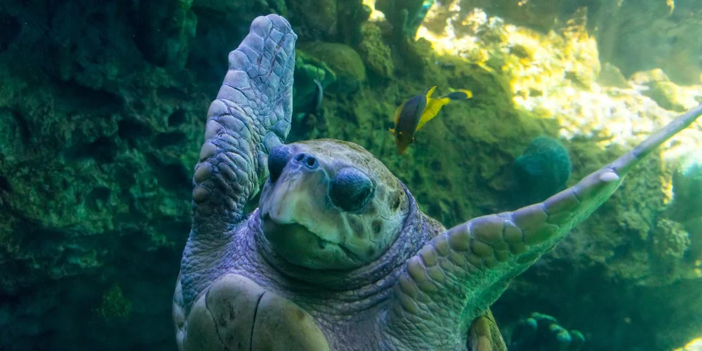Hawksbill sea turtle with outstretched flippers swimming over a colorful coral reef.