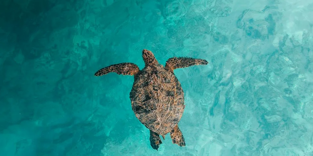 Hawksbill sea turtle swimming underwater in clear turquoise water