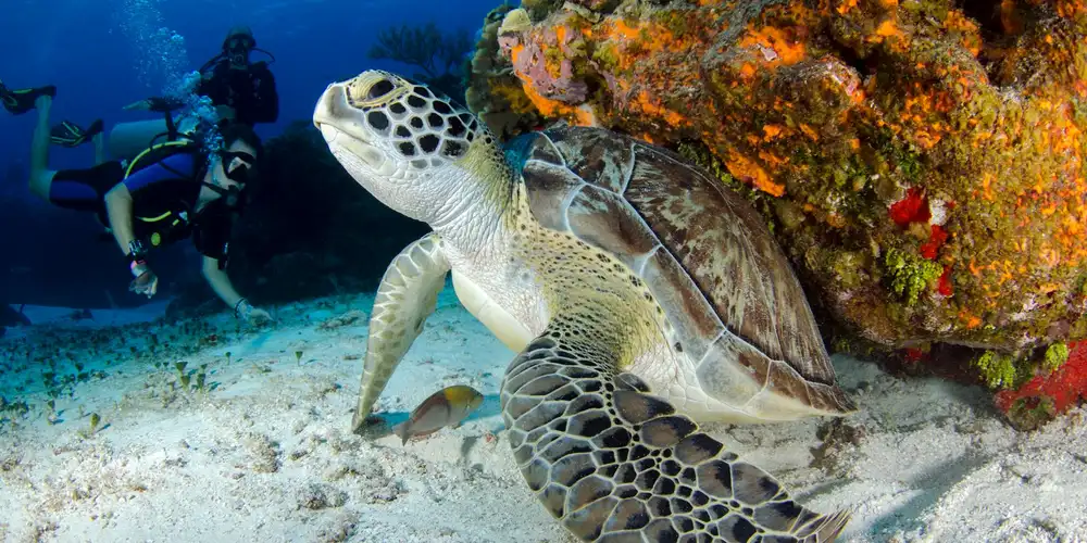 Hawksbill turtle swimming near a colorful coral reef with divers visible in the background.