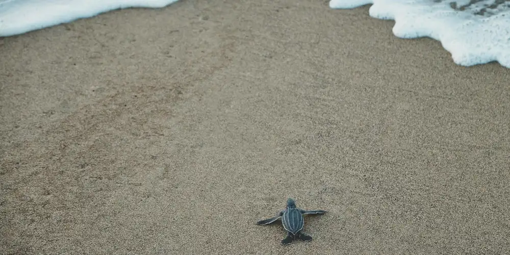 Small sea turtle hatchling on a sandy beach near the shoreline, heading toward the ocean.