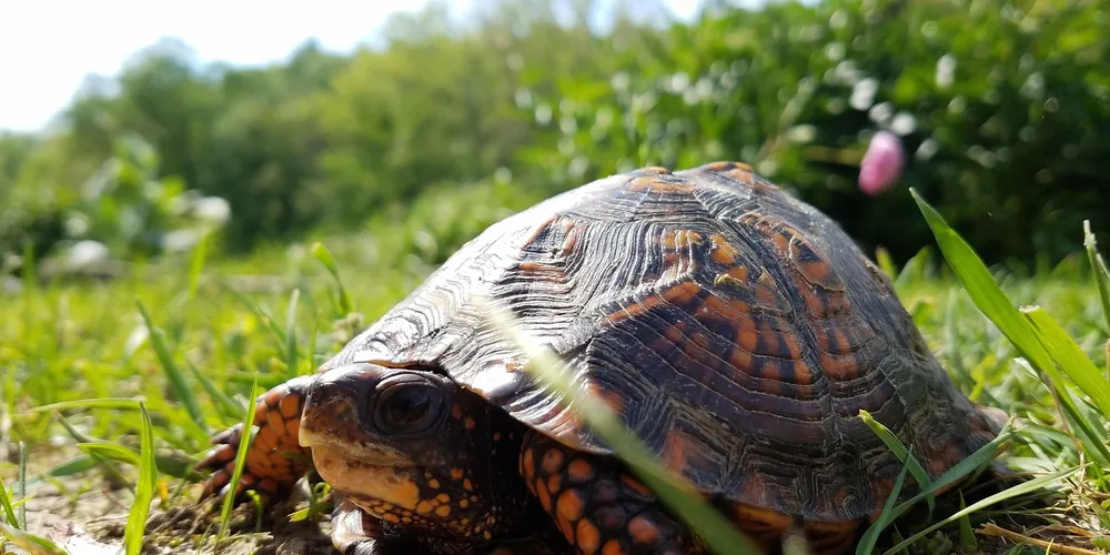 A turtle basking in a sunlit grassy yard with green blades and a blurred natural background.