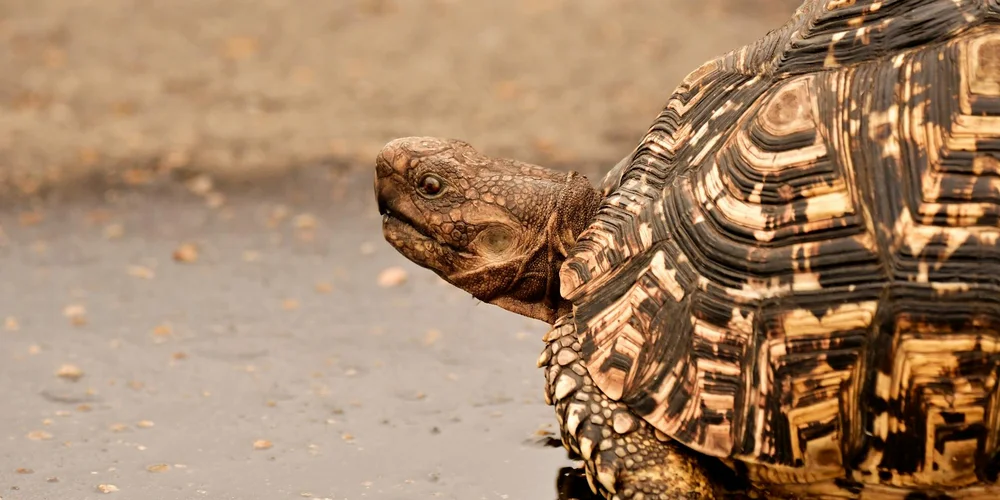 Close-up of a tortoise showing its textured shell and head.