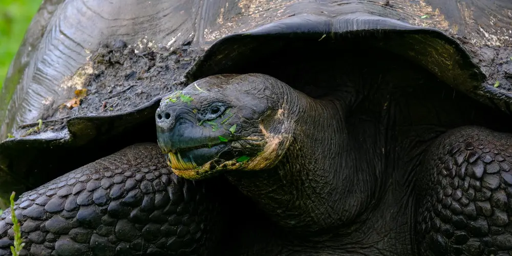 Close-up of a dark-tinted tortoise with textured scales and a visible head peeking out from under its shell.