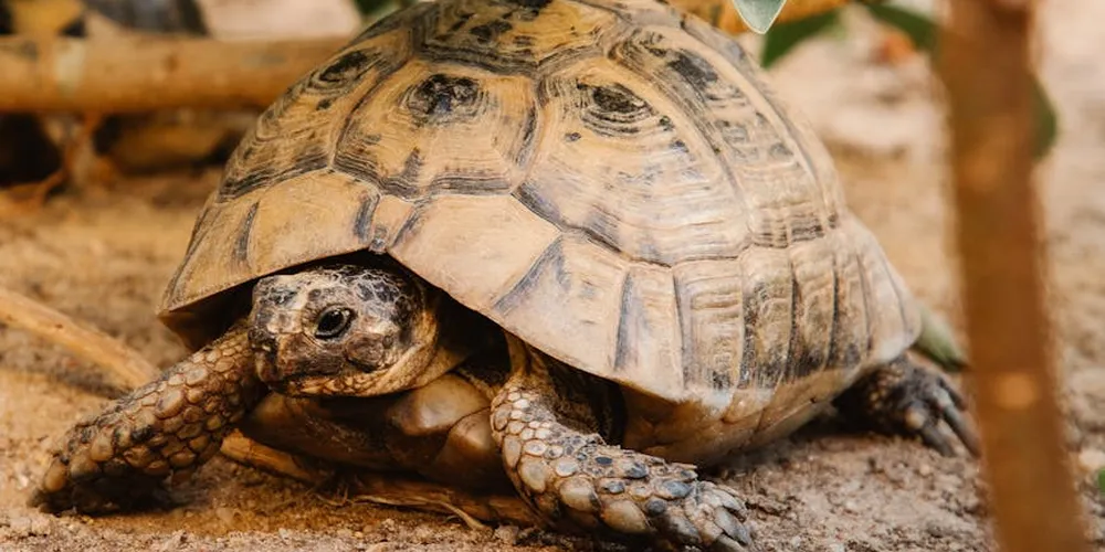 A tortoise inside an indoor enclosure on sandy substrate, highlighting the need for a warm basking area and cooler regions.