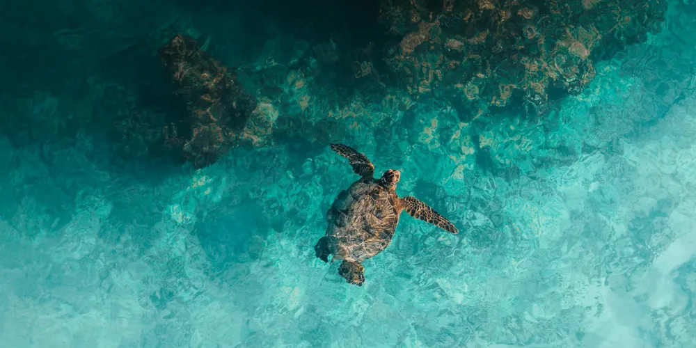 Juvenile aquatic turtle swimming underwater in clear turquoise water.