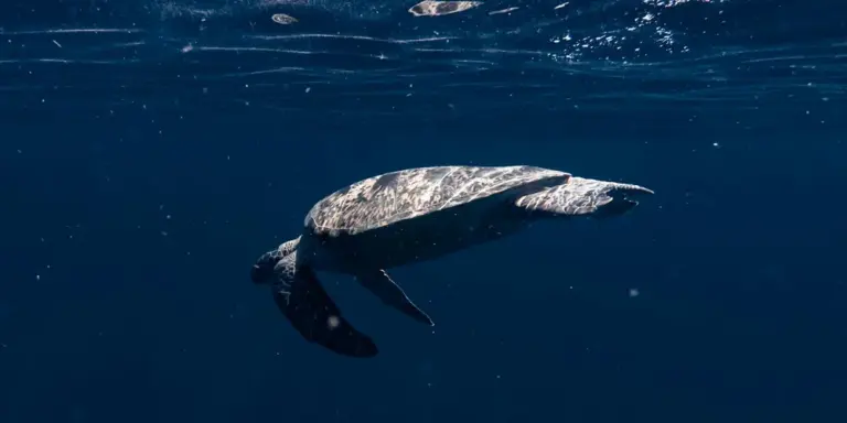 Leatherback sea turtle swimming through deep blue ocean