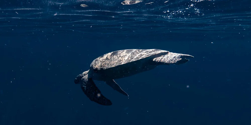How Big Do Leatherback Sea Turtles Get?