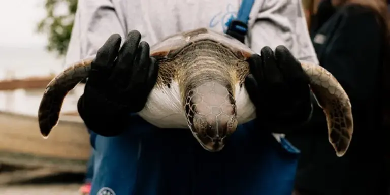 Close-up of a gloved person holding a live leatherback sea turtle toward the camera, highlighting its distinctive shell and flippers.