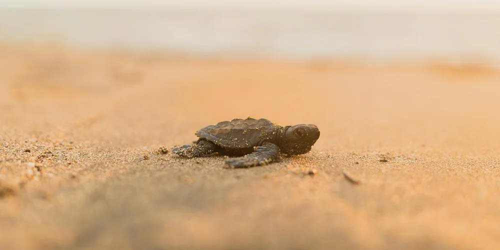 Leatherback sea turtle hatchling on a sandy beach, illustrating the threat of plastic pollution to its diet.