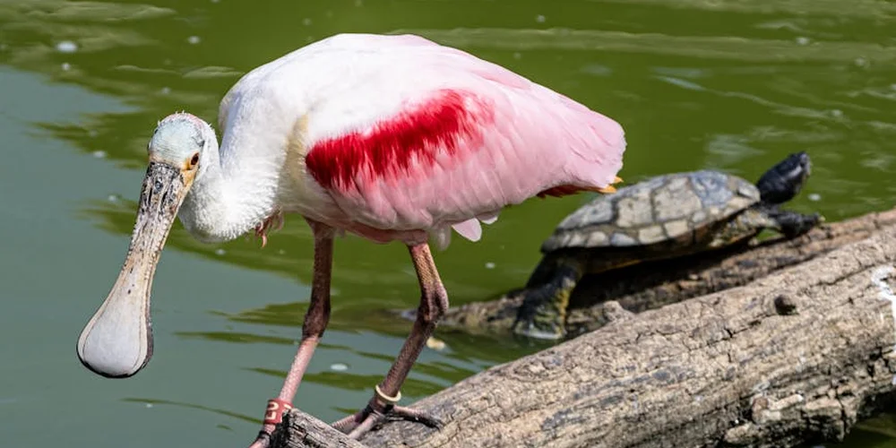 A pink and white wading bird stands on a log at the edge of a greenish water body; a small turtle rests on the log behind the bird.