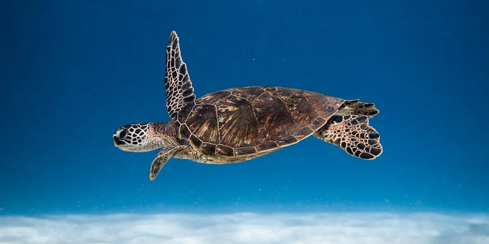 A leatherback sea turtle swimming through clear blue ocean water, displaying its large shell and long front flippers.