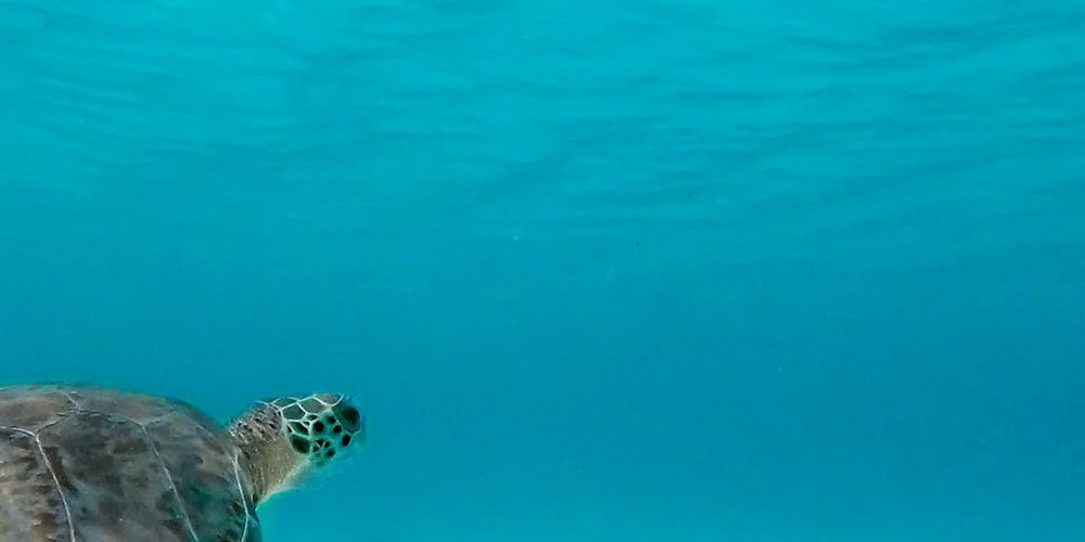 Underwater side view of a small turtle swimming in clear blue water