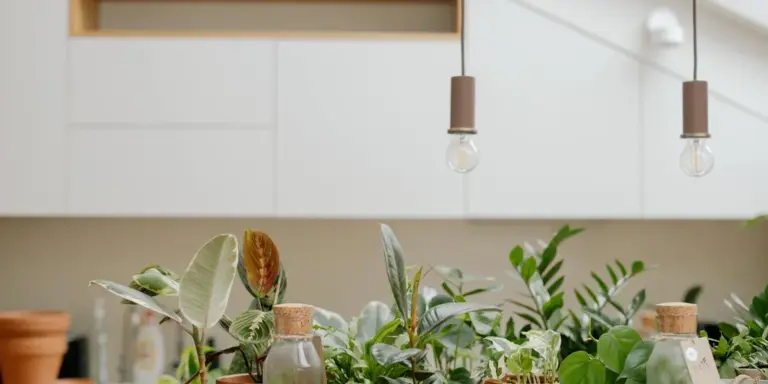 Potted live plants on a kitchen countertop with hanging pendant lights.