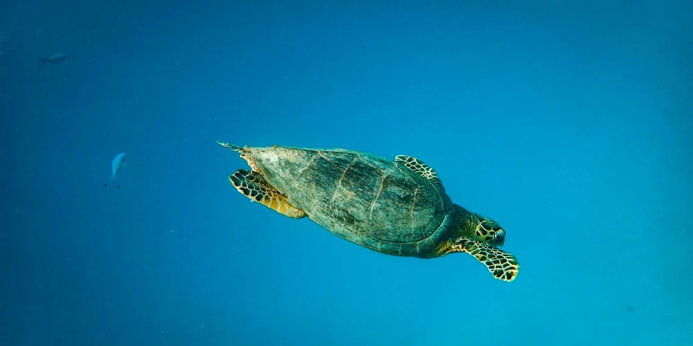A loggerhead sea turtle swims through clear blue ocean water.